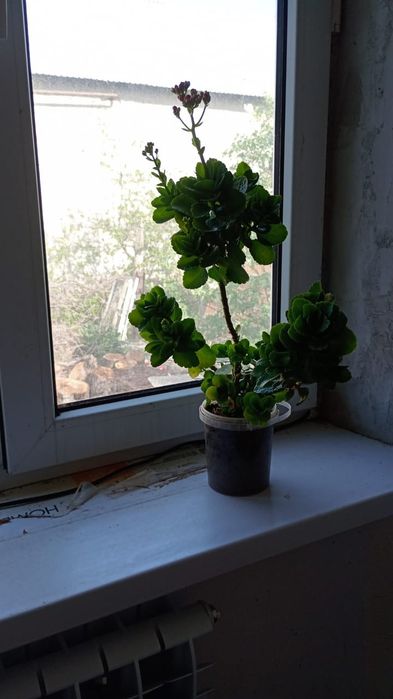 Ростения домашние