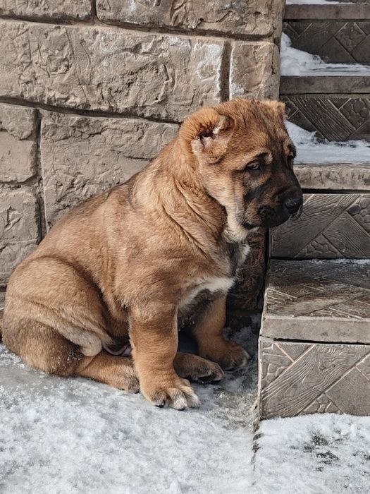 Щенок алабая крупный