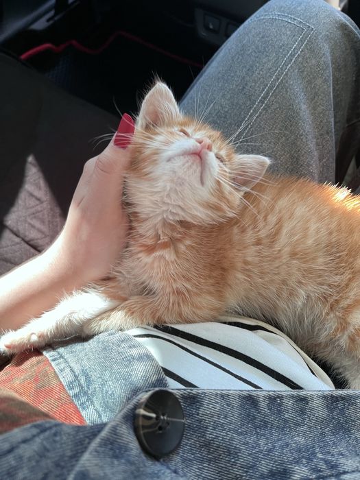 Котёнок в добрые руки