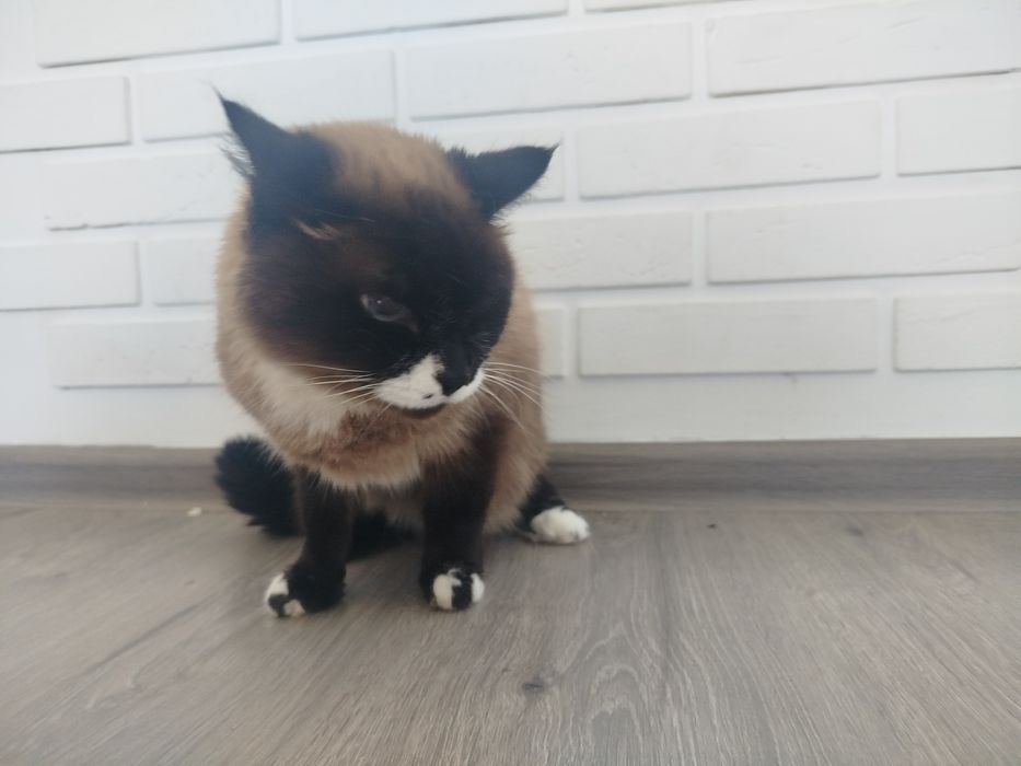 Отдам кота в добрые руки