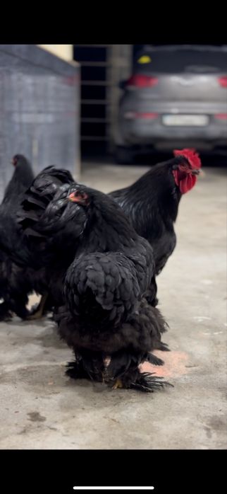 Чорный Гигант брама симейка