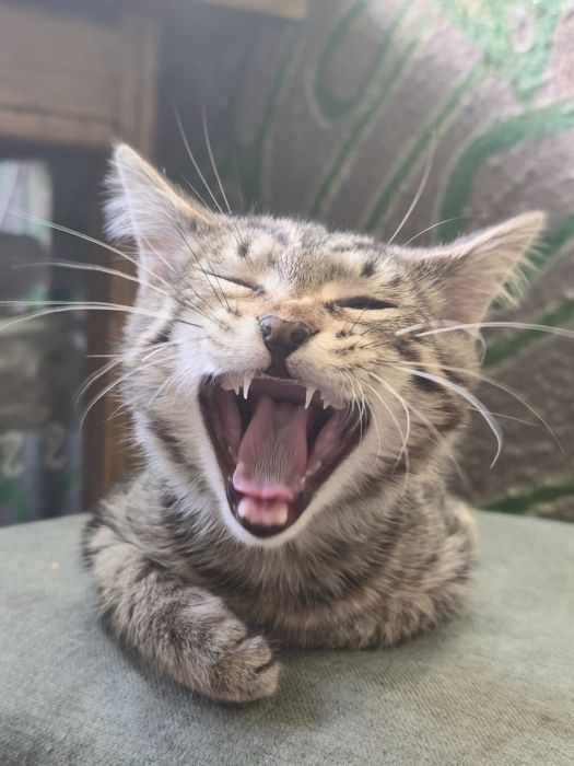 Котенок в добрые руки