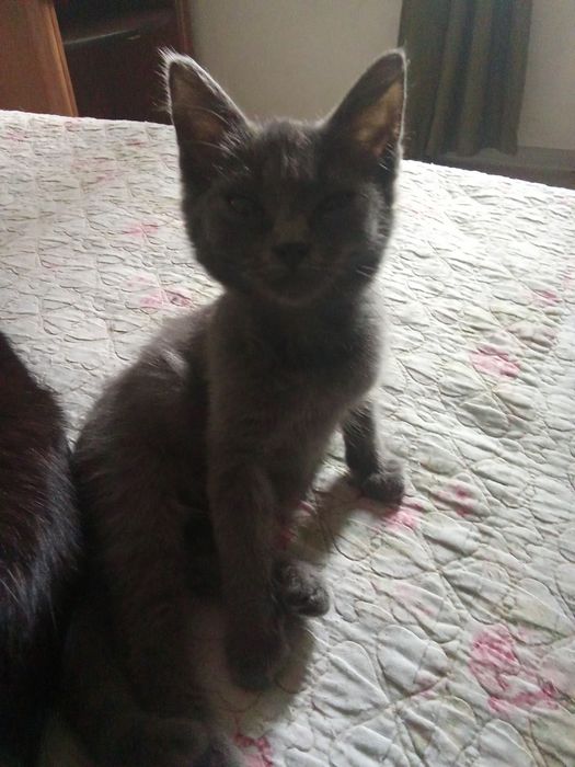 Отдам котят   в хорошие руки