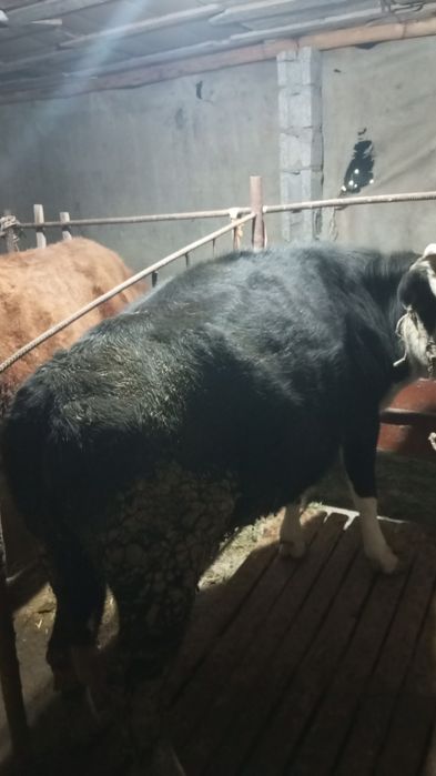 Сиыр сатылады бағасы 400000