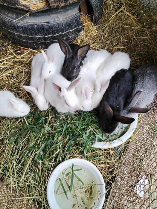 Quyon bolari sotiladi 2oyli kaliforna zot