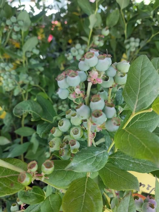 Първокласен инвитро разсад боровинки