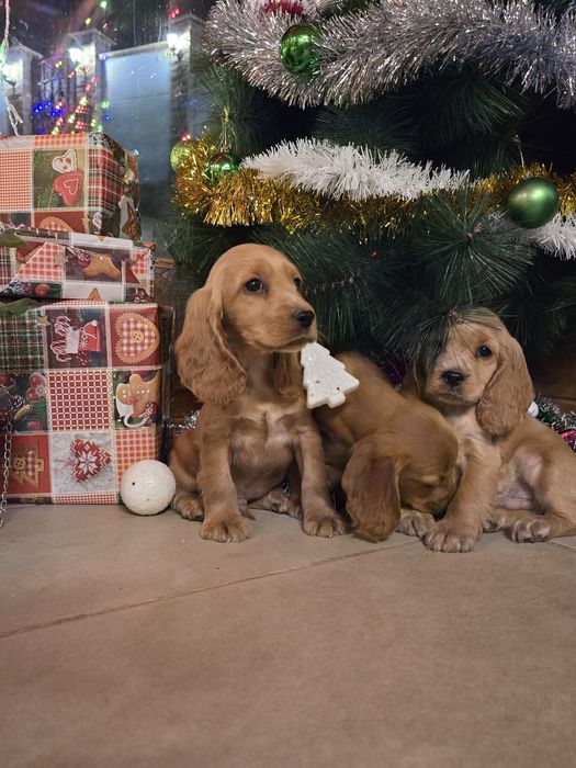 Чистокръвни Кокер Шпаньоли