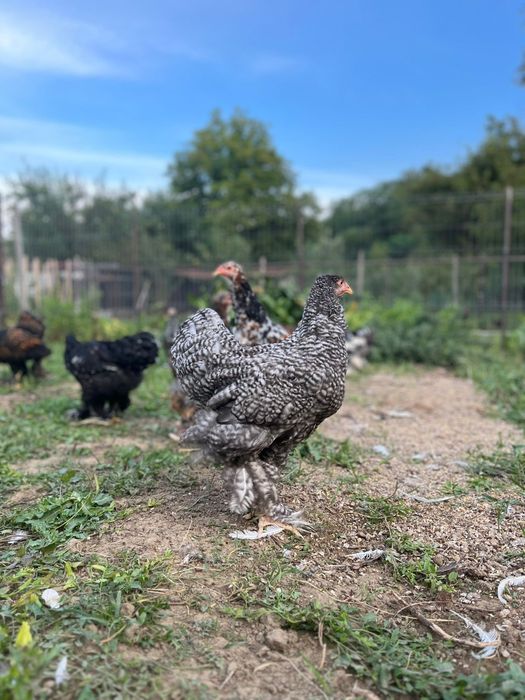 Brahma: porțelan, gold,bobat și barat, respectiv Pinta Pinta: porțelan