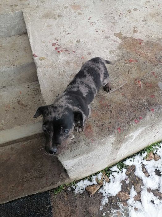 Vând  cățel Teckel