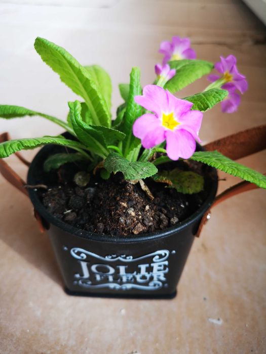 Подаръци с естествени цветя