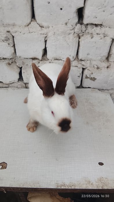 Quyonlar sotiladi 4 ta