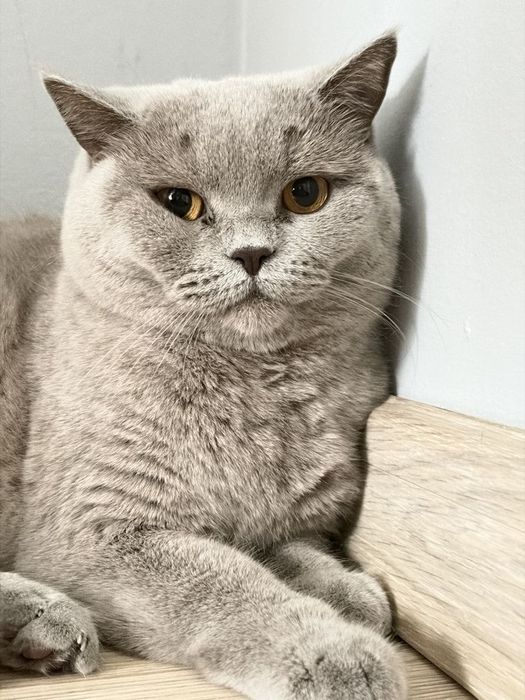 Два британских кота мальчик и девочка!