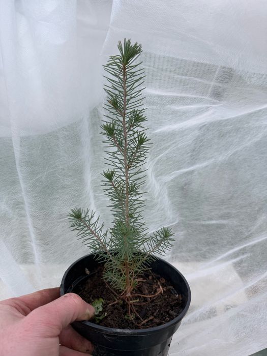 Продавам разсад Пиния / Pinus Pinea