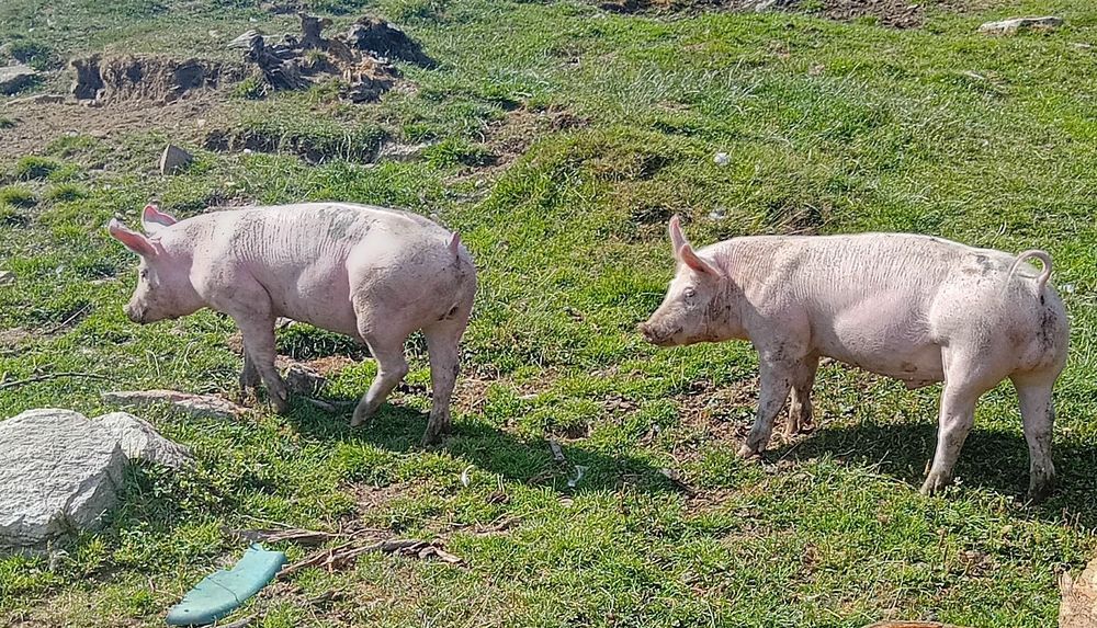 Vând vițea și grăsunei