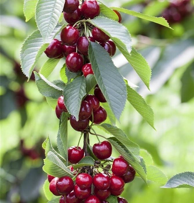 Pomi fructiferi columnari pe rod