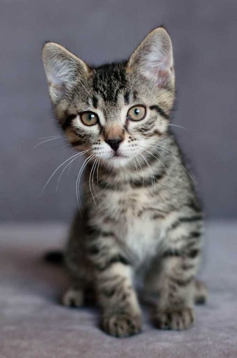 Отдаю котенка в добрые руки