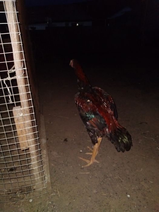 Петух дакан хороших кровеи