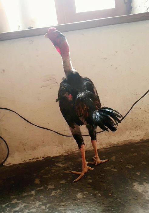 Жо'жамиз сотувда нархи 100$ ками бор