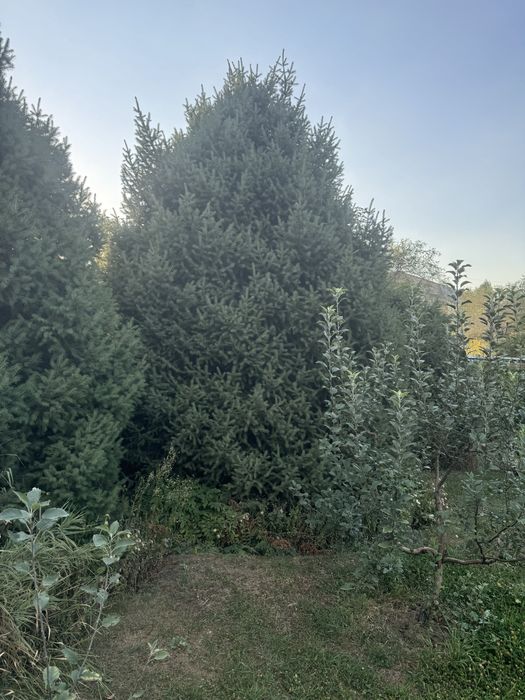 Шырша ағашы жемыс ағашысатылады