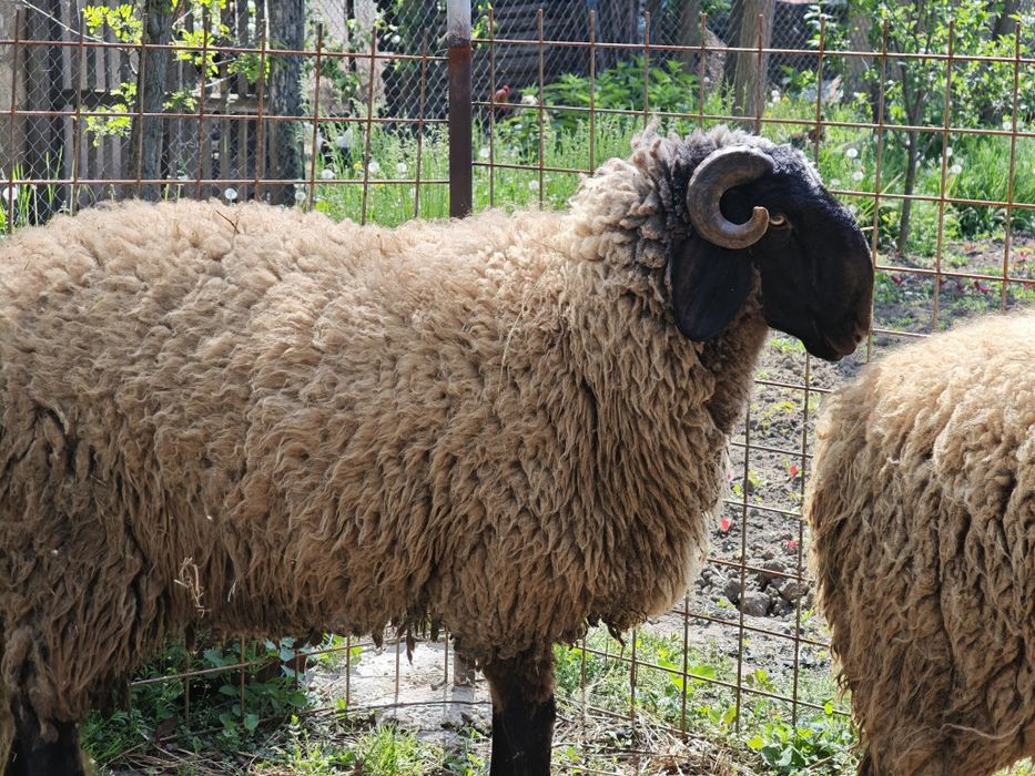 Berbec de un an si două luni Cap Negru Teleorman ,