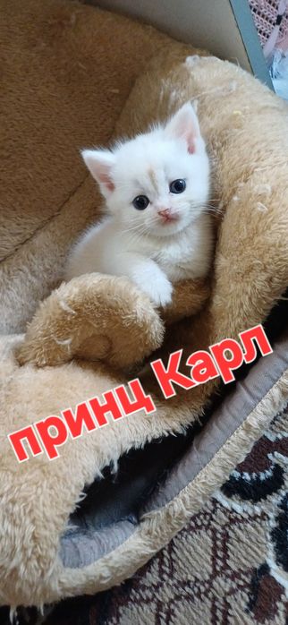 Котята Британский скоттиш страйт и скоттиш фолд