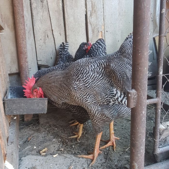 Ouă pentru incubat!