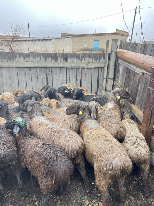 Продам 20 баранов