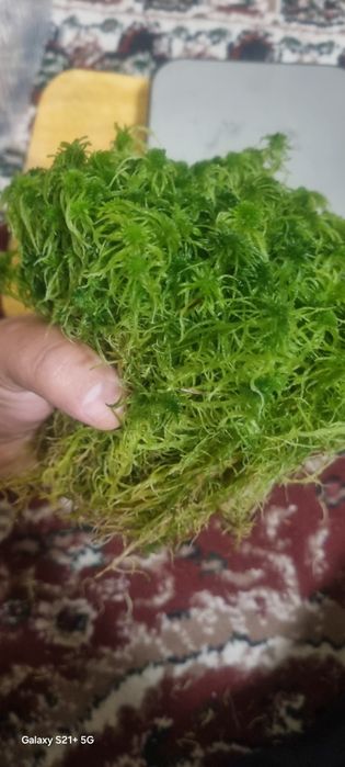 Живой мох Сфагнум  премиум класса 100 г 100 000