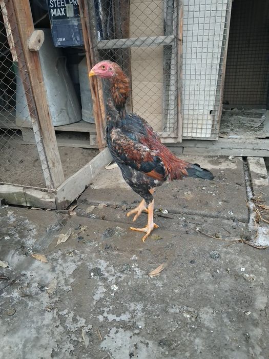 Продам Дакан цыпленок 5 месяцев