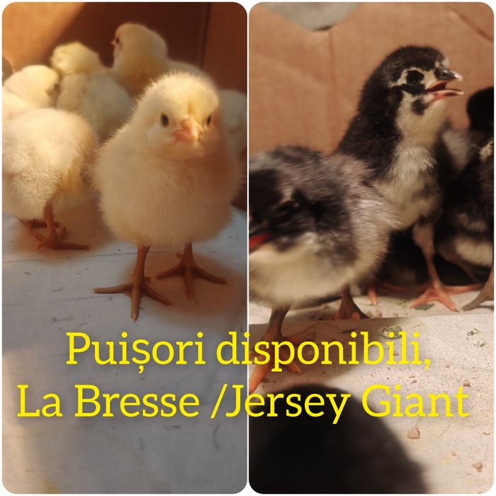 Pui de găină din rasa   Jersey Giant