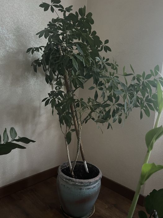 Цветок с горшком срочно