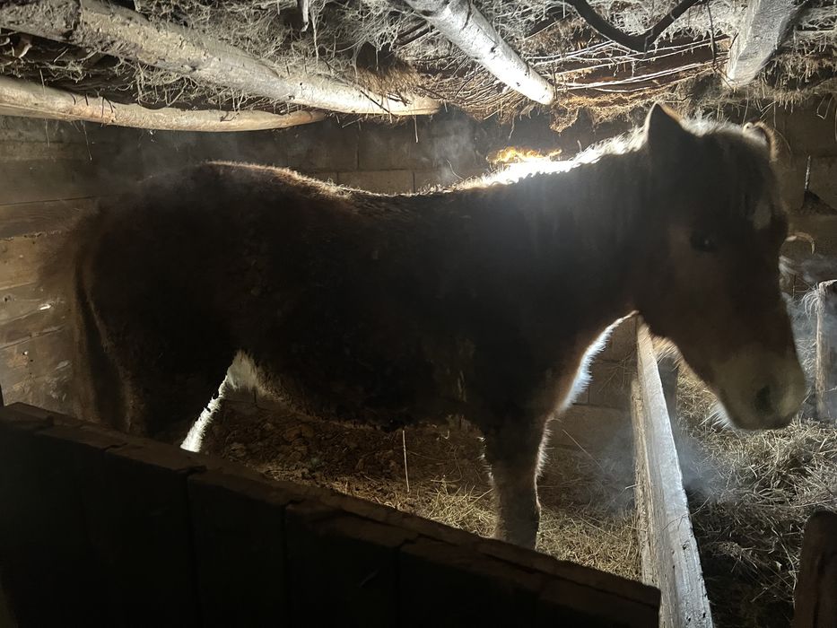 Тай сатылады