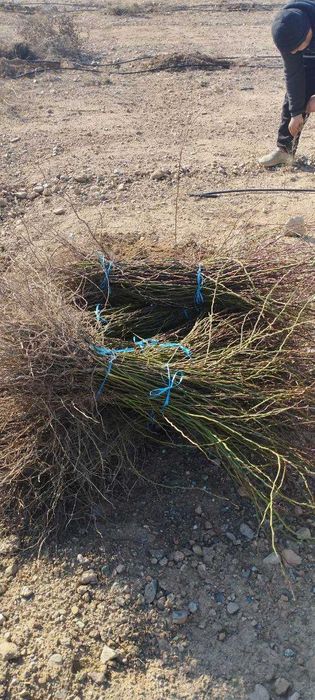 продаётся шиповник (растение)