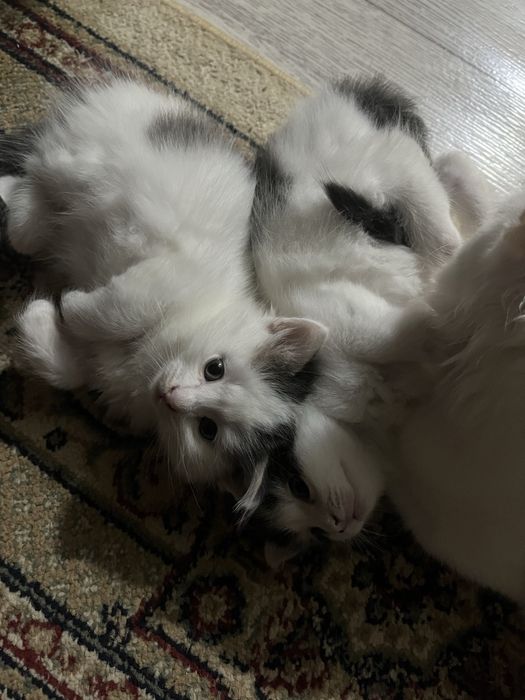 Котята им один месяц