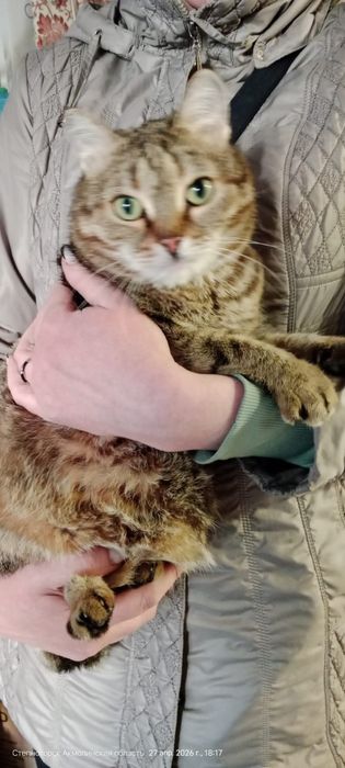 Отдам молодого котика, кастрирован