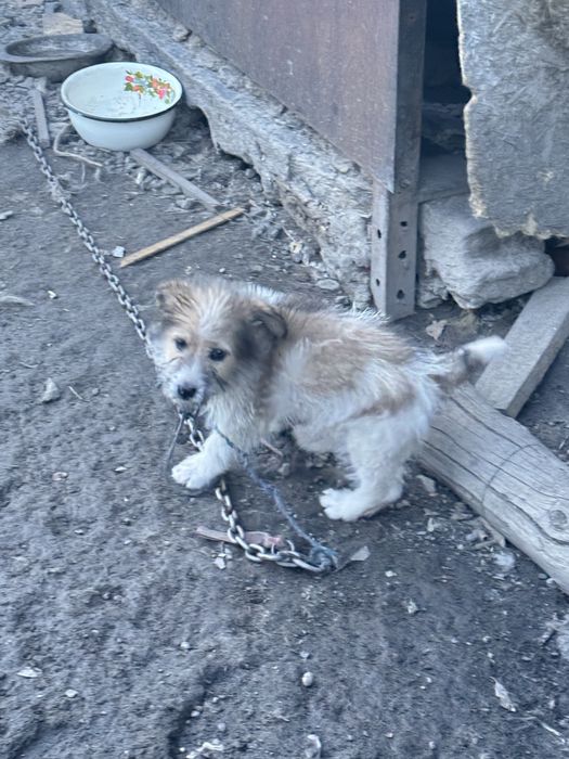 Отдадим в добрые руки щенка