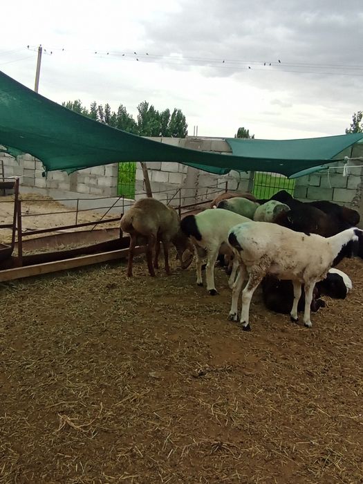 Taglar sotiladi 45 bor