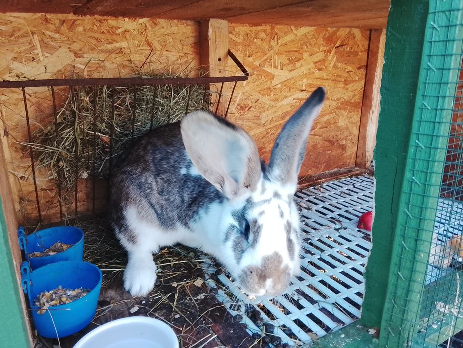 Vând iepuroaică uriaș german