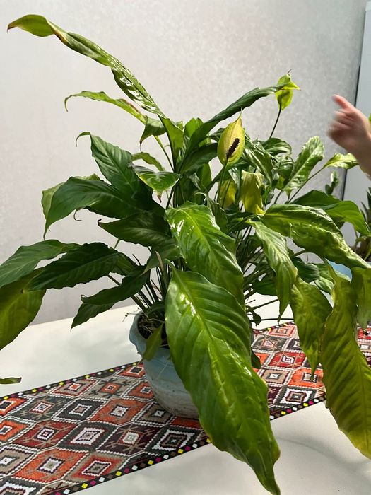 Комнаты цветы и офисные