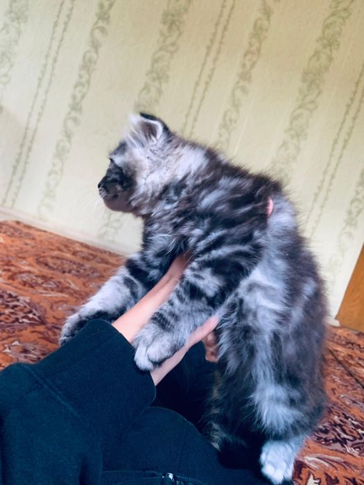 Продам котенка, Мальчик