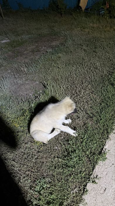 Продам алабая щенок 11 месяцев