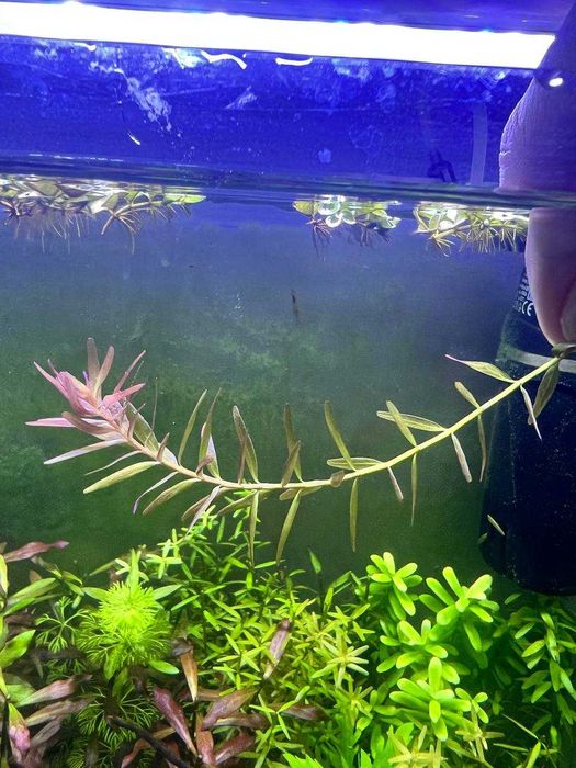 Продам растение Ротала индика