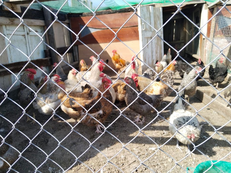 Продам яйца для инкубации