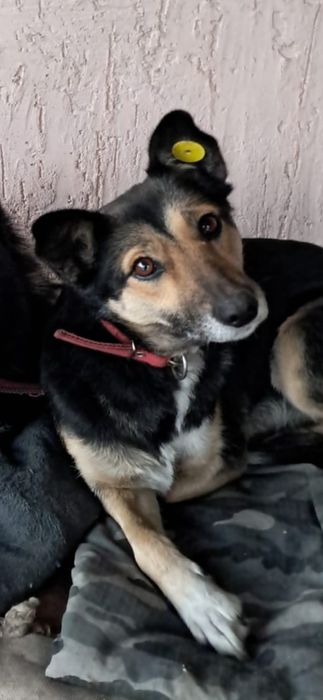 Потерялась собака трёх лапая