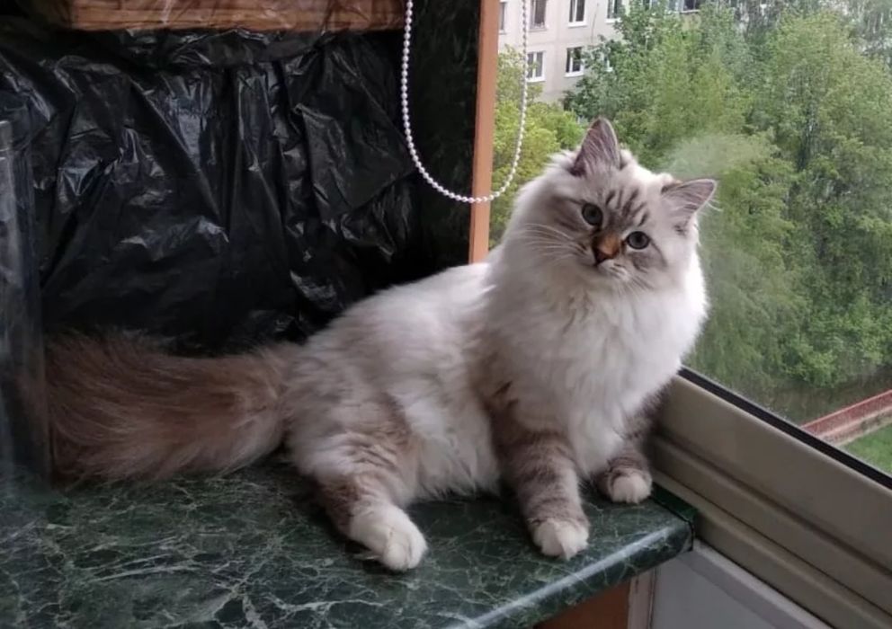 Невские маскарадные котята!