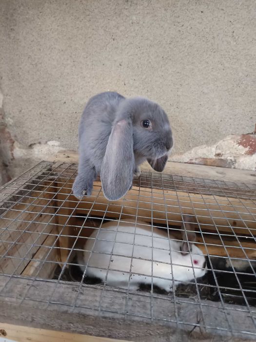 Кочовати зайци за разплод