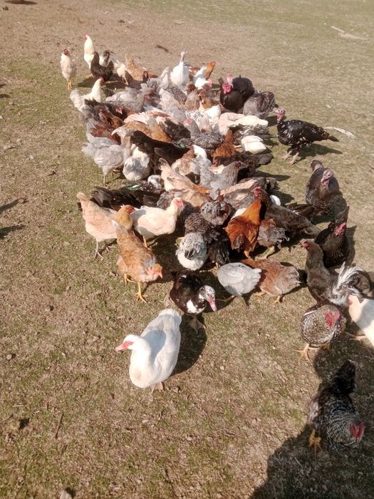 Тауықтар сатылады