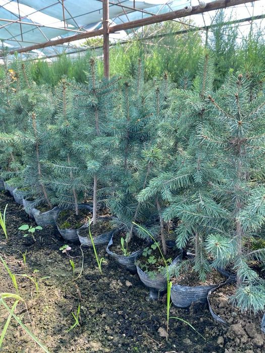 Голубой ель Goluboy yel Amerika Usa optom