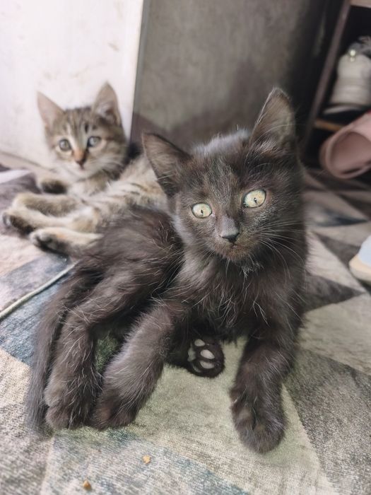 Отдам красивых котят