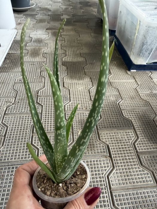 Алоэ вера лечебное растение